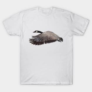 Canada Goose in flight T-Shirt